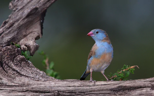 HD desktop wallpaper featuring a vibrant finch perched on a textured tree branch against a blurred natural background, showcasing the beauty of this small bird.
