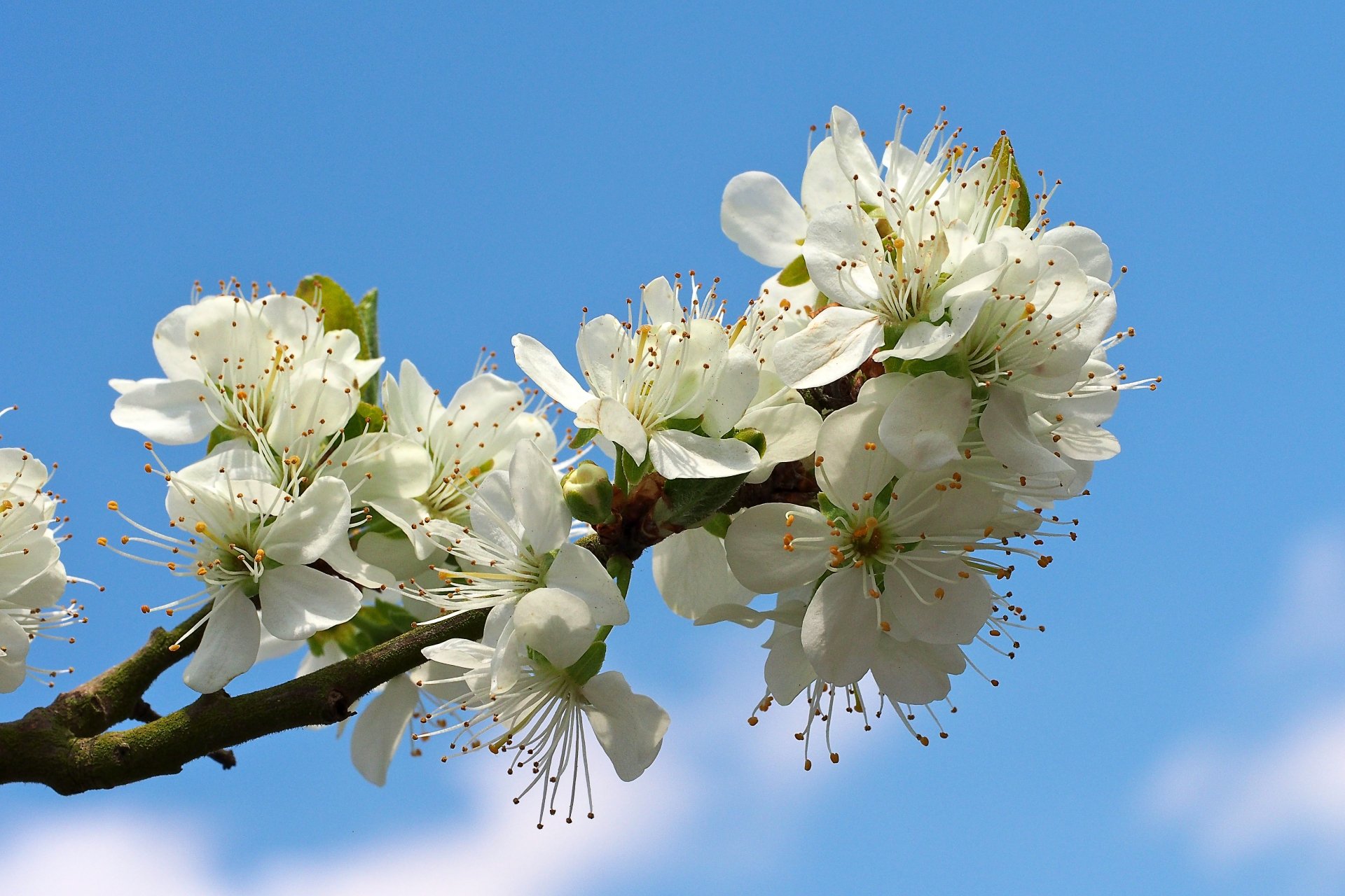 White Blossoms