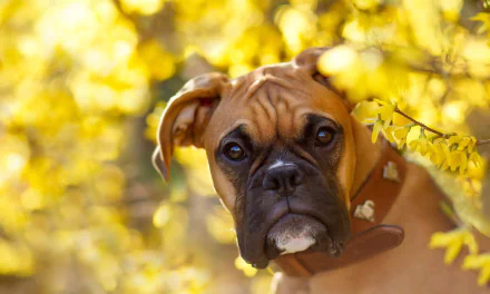 A boxer dog’s muzzle is framed by vibrant yellow flowers with a soft bokeh background, captured in high definition for a PC desktop wallpaper.
