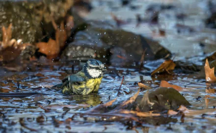  Eurasian Blue Tit (cyanistes caeruleus)