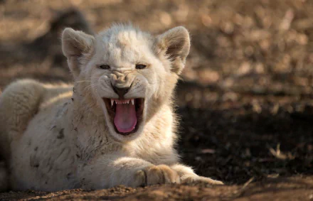  White Lion Cub