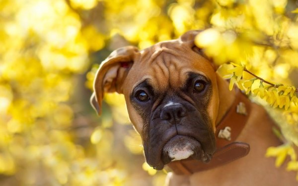 Animal Boxer Dogs Dog Muzzle Bokeh Flower Yellow Flower HD Wallpaper | Background Image