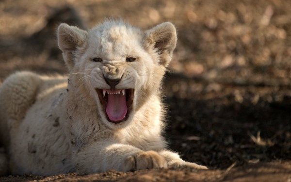 Animal White Lion Cub Roar Baby Animal HD Wallpaper | Background Image