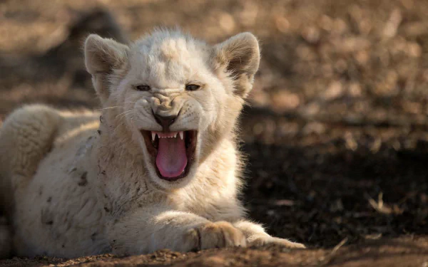A white lion cub lying on the ground with its mouth open in a roar, captured in a high-definition image for desktop wallpaper.