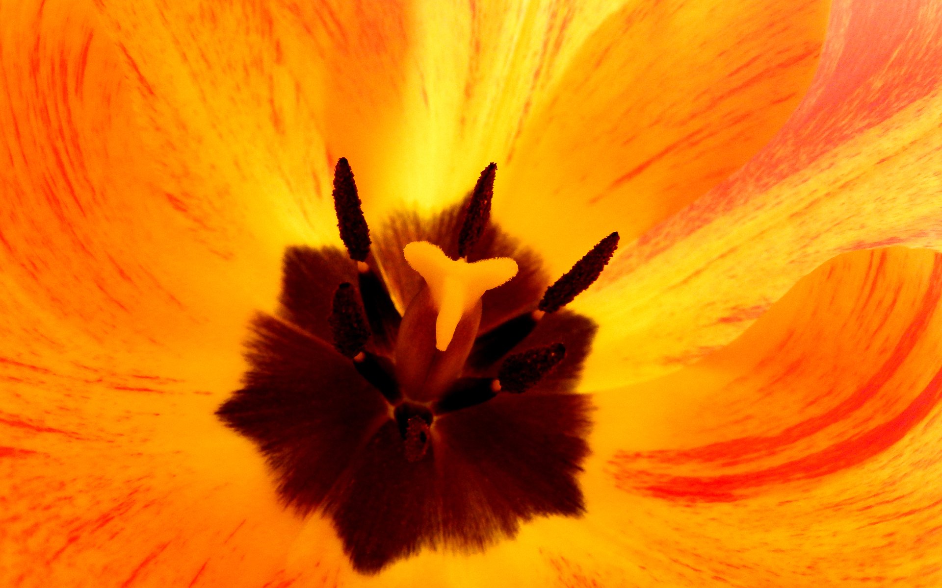 Orange tulip by egoshootersucht