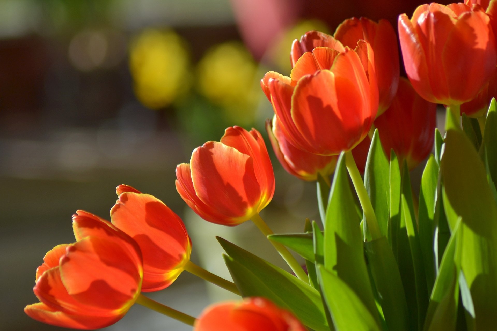 Download Orange Flower Flower Nature Tulip HD Wallpaper
