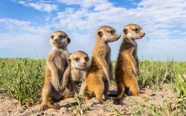  Meerkat Pups