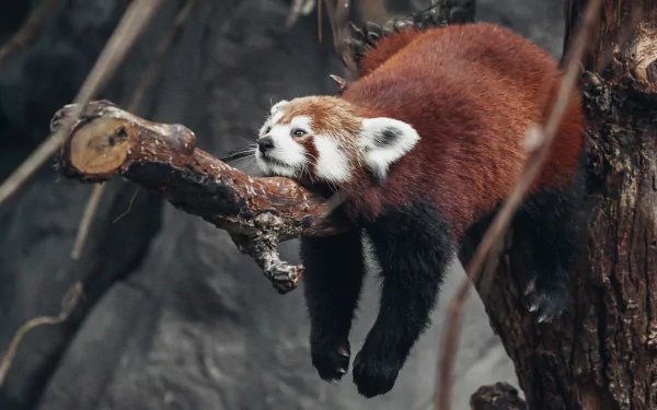 A red panda resting on a tree branch at a zoo, captured in high definition for a desktop wallpaper background.