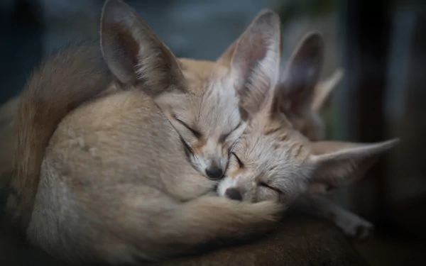 Two fennec foxes peacefully sleeping, nestled close together, depicted in 4K Ultra HD as a serene animal love-themed PC desktop wallpaper.