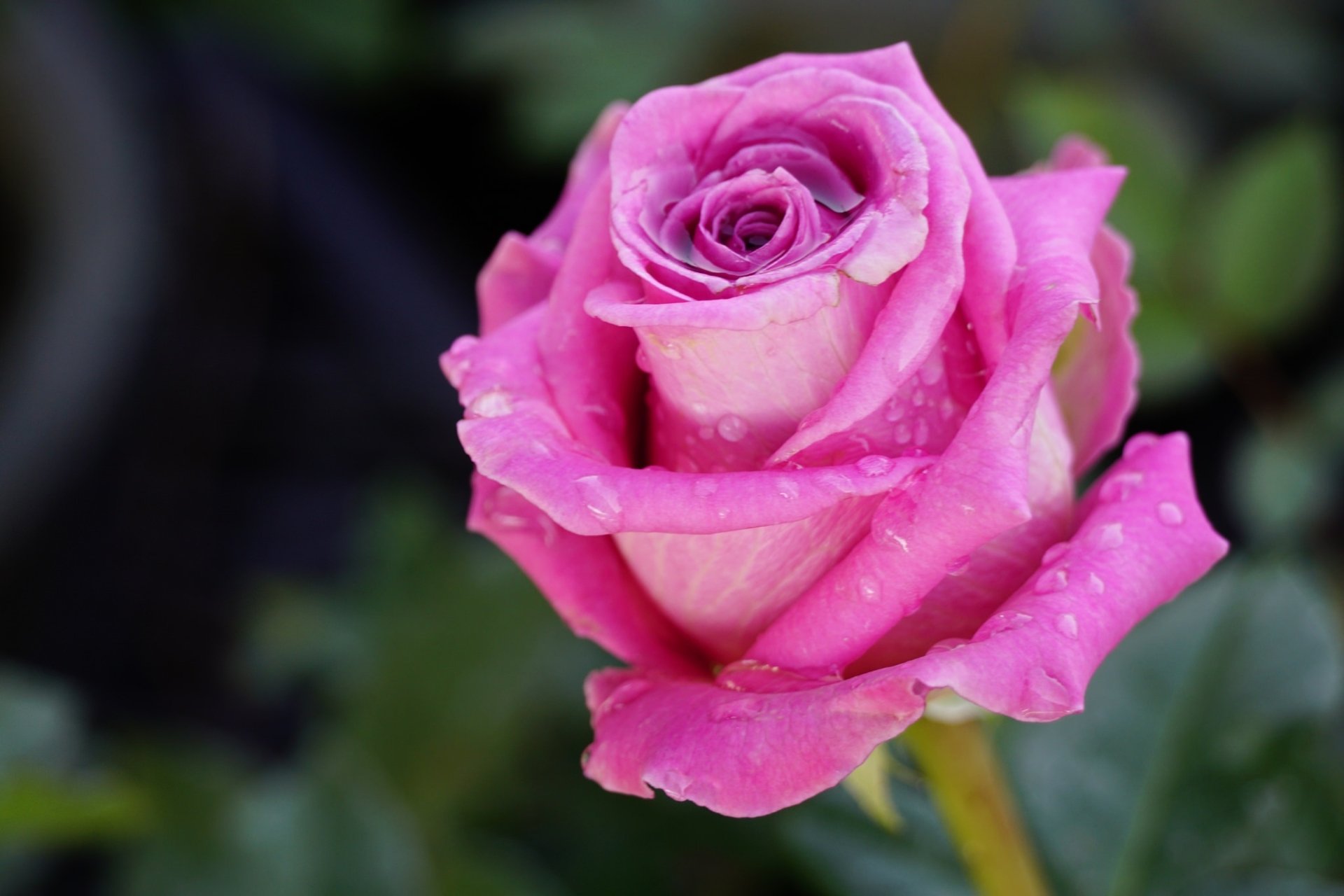 Download Macro Pink Flower Nature Rose Flower HD Wallpaper | 2048x1365 ...