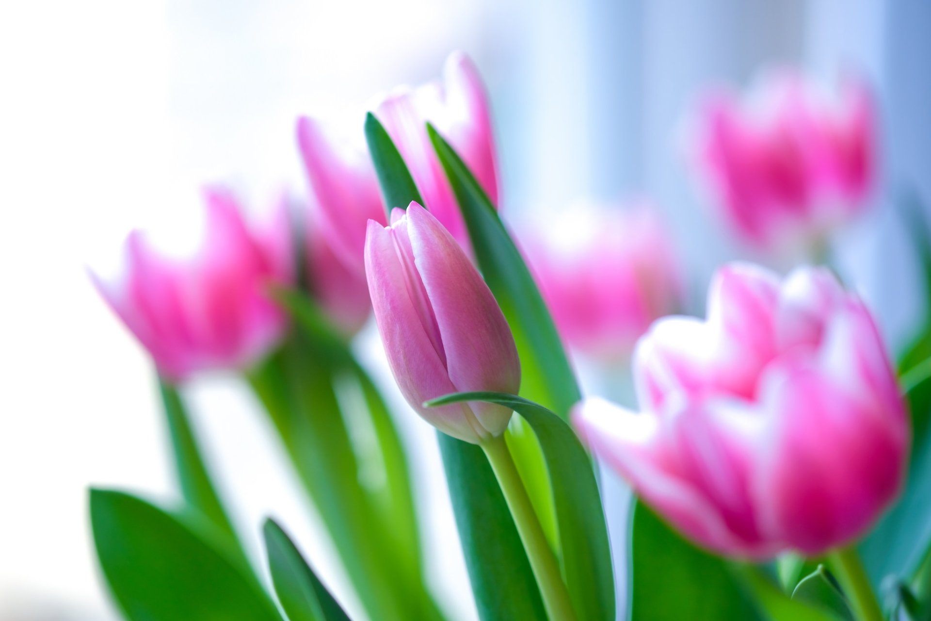 Download Pink Flower Flower Nature Tulip HD Wallpaper | 2048x1365 ...