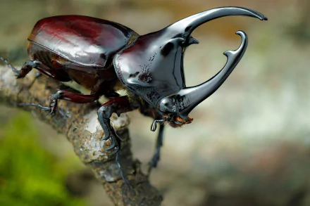 Macro HD desktop wallpaper of a glossy rhinoceros beetle (insect, animal) perched on a twig, showcasing its curved horn and textured exoskeleton.