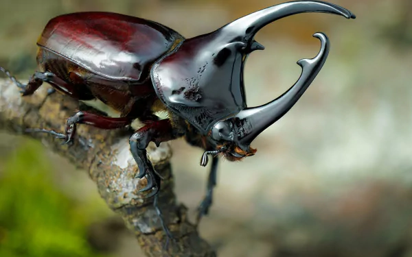 Macro HD desktop wallpaper of a glossy rhinoceros beetle (insect, animal) perched on a twig, showcasing its curved horn and textured exoskeleton.