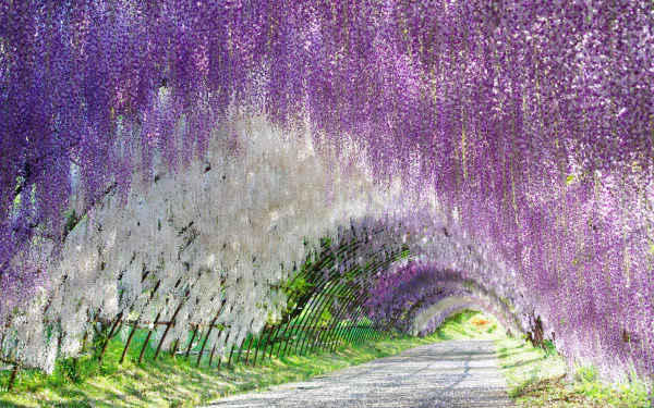 A vibrant tunnel of cascading purple and white wisteria flowers arches over a pathway, creating a stunning HD desktop wallpaper showcasing nature's beauty.