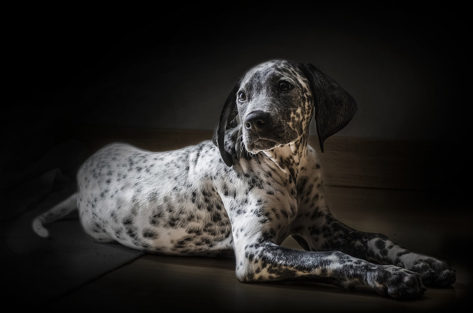 A Dalmatian dog with black spots lying down against a dark background, captured in 4K Ultra HD quality as a PC desktop wallpaper.