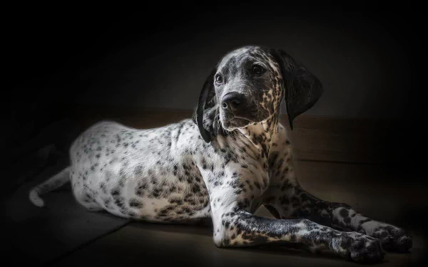 A Dalmatian dog with black spots lying down against a dark background, captured in 4K Ultra HD quality as a PC desktop wallpaper.