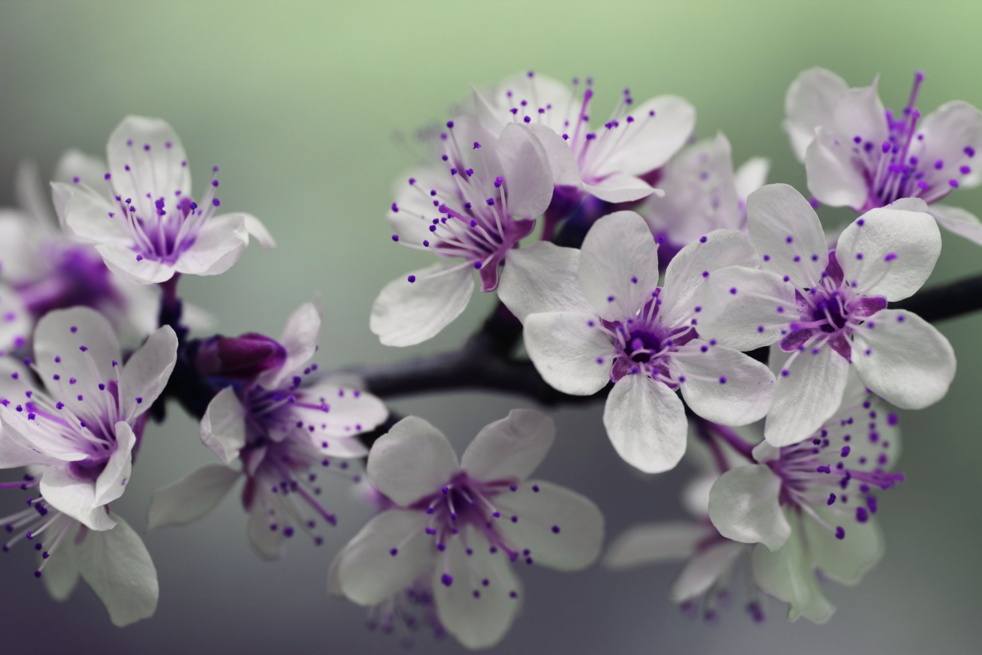 Close-up of delicate white spring blossoms with purple accents, set against a blurred green background, captured in high definition. This nature macro image serves as a stunning desktop wallpaper.
