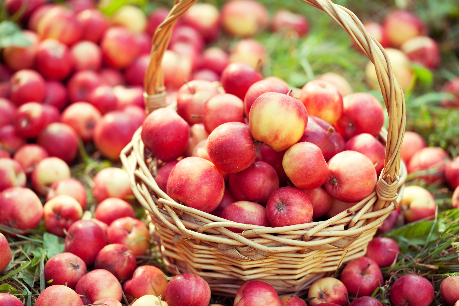 HD desktop wallpaper featuring a basket filled with fresh red apples surrounded by more apples, showcasing vibrant fruit and food imagery.