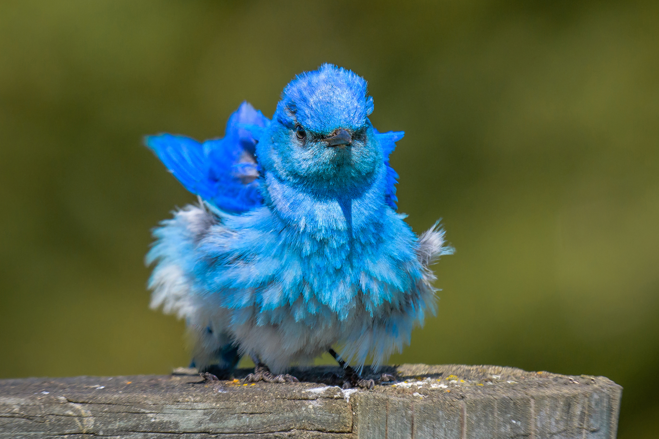 download-passerine-cute-feather-bird-animal-bluebird-hd-wallpaper