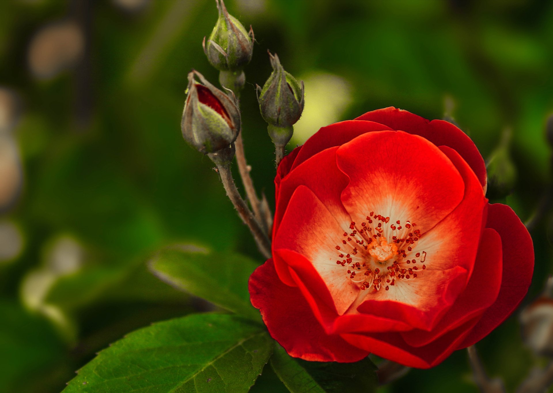 Download Red Flower Nature Flower 4k Ultra HD Wallpaper