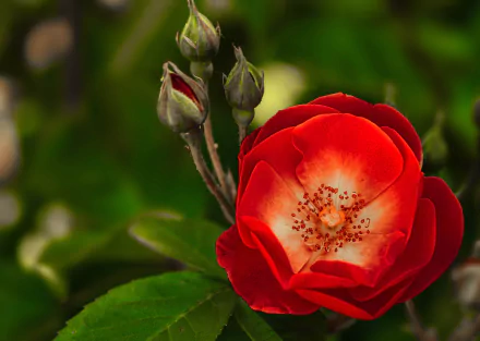  Red Flower