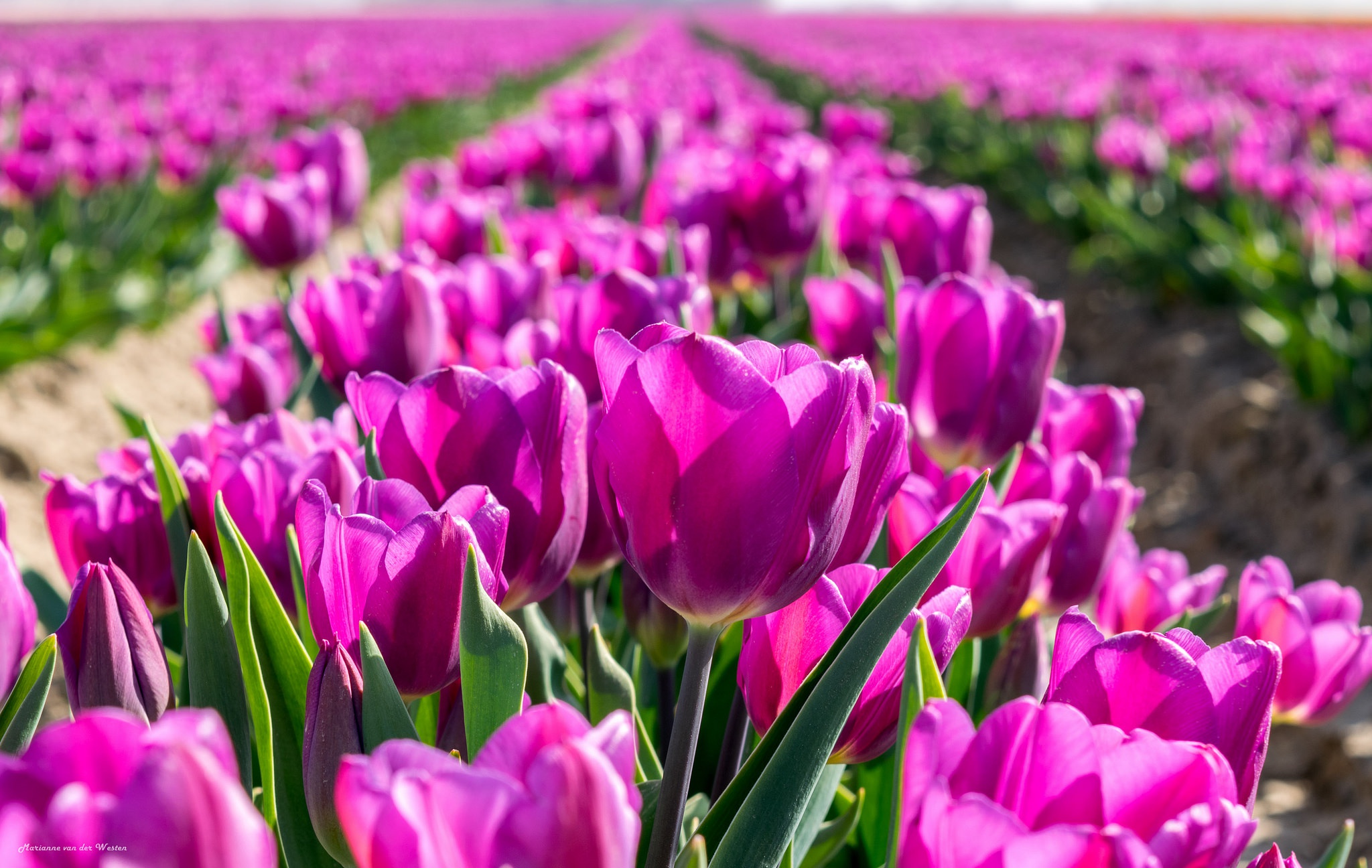 Download Pink Flower Summer Close-up Depth Of Field Flower Nature Tulip ...