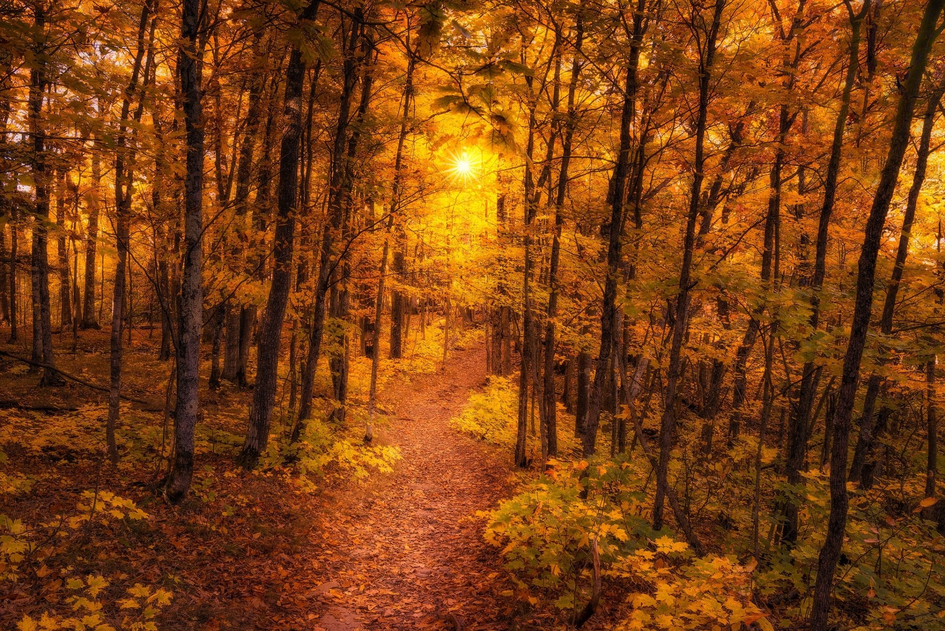 Sunset in Autumn Forest