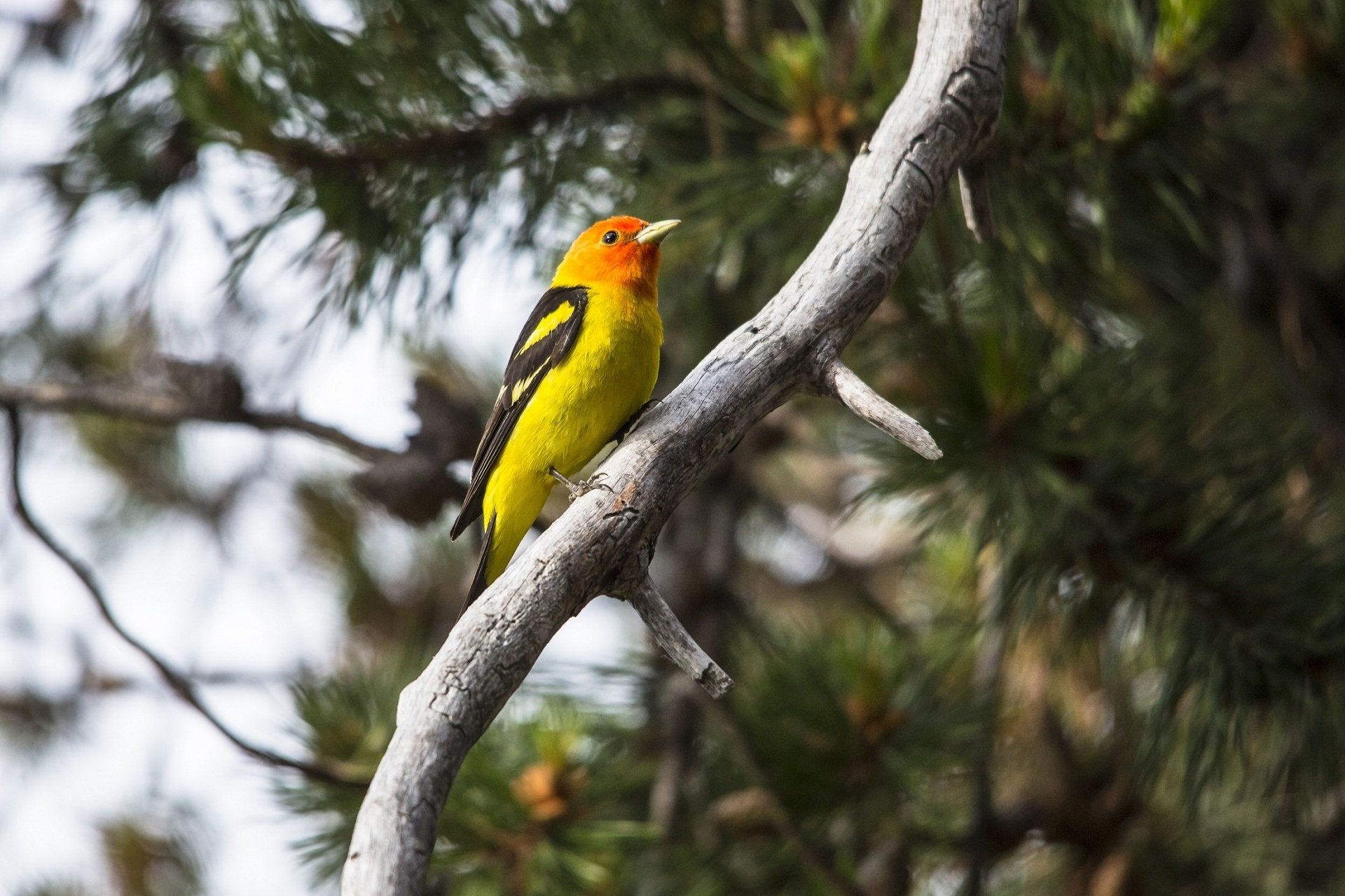 A bright yellow and orange tanager perched on a tree branch amid green foliage, captured in high definition as a PC desktop wallpaper and background.