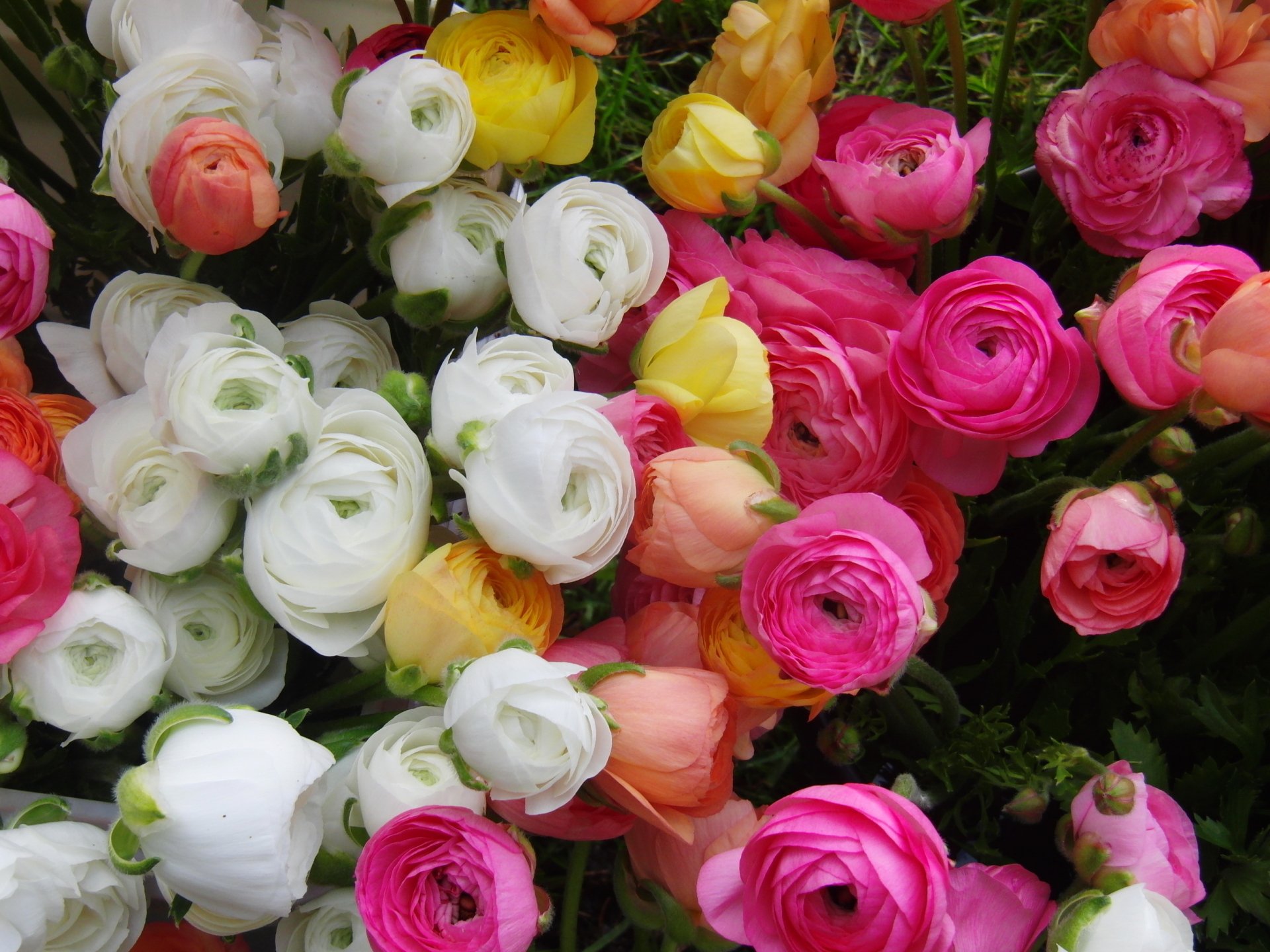 Download Yellow Flower Pink Flower White Flower Colorful Colors Flower ...