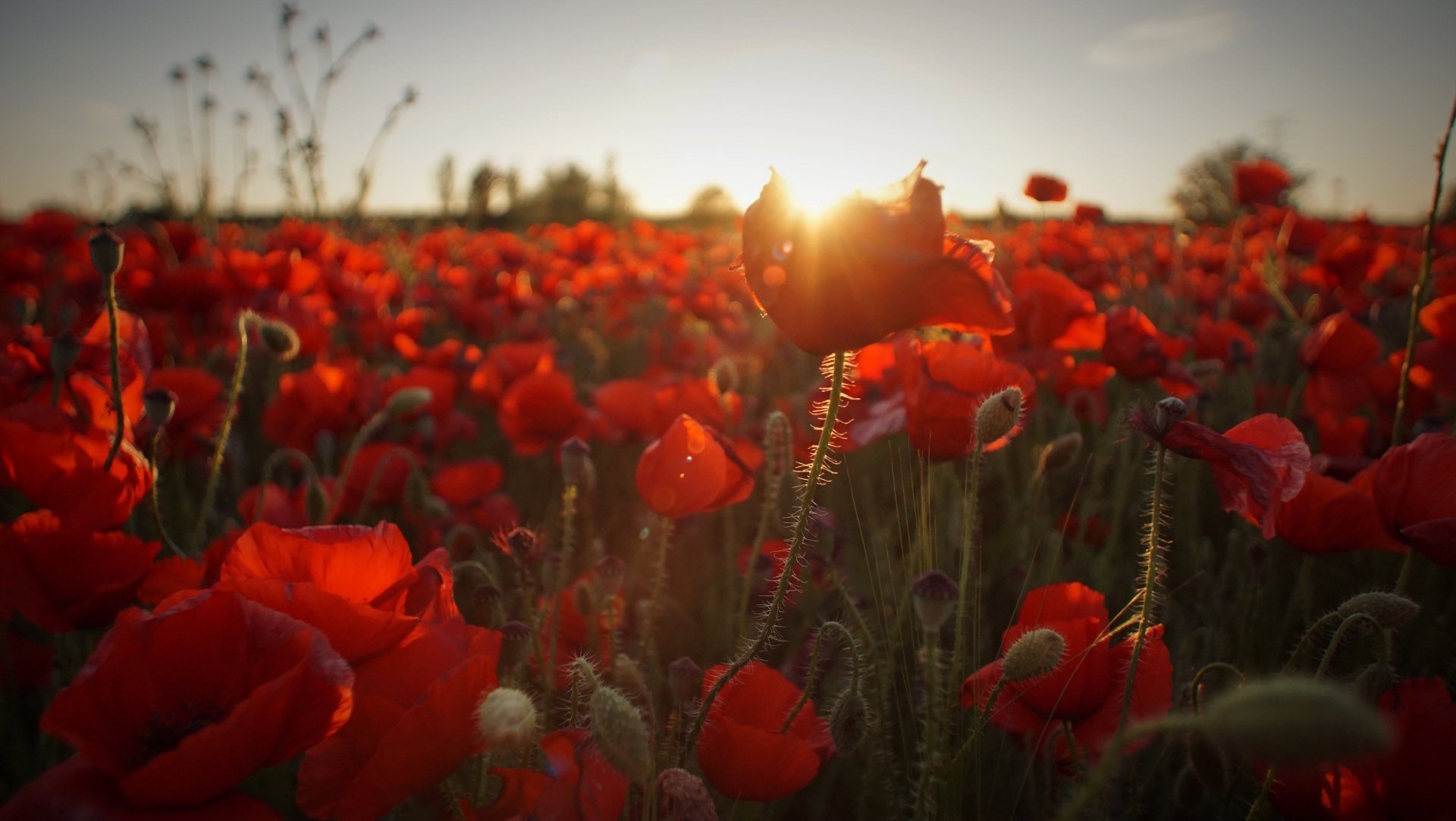 Download Sunrise Red Flower Summer Flower Nature Poppy HD Wallpaper