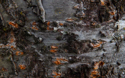  Tree bark