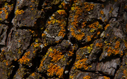 close-up nature tree bark HD Desktop Wallpaper | Background Image