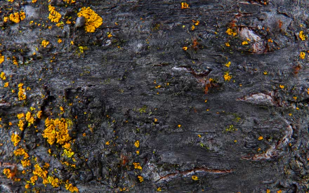 ant nature close-up tree bark HD Desktop Wallpaper | Background Image