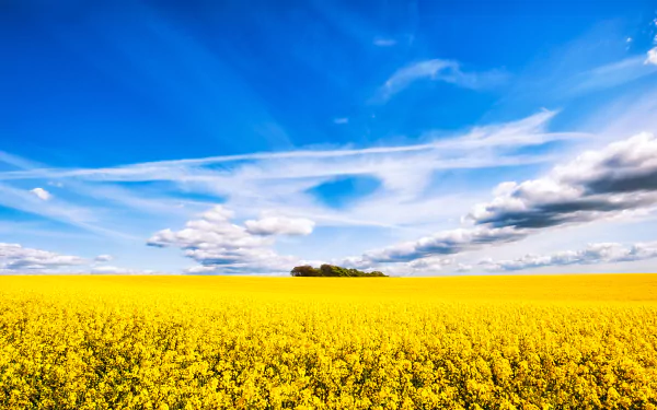 A stunning HD desktop wallpaper showing a vast field of yellow rapeseed flowers under a clear blue sky with scattered clouds, capturing the beauty of summer nature and the horizon in the background.