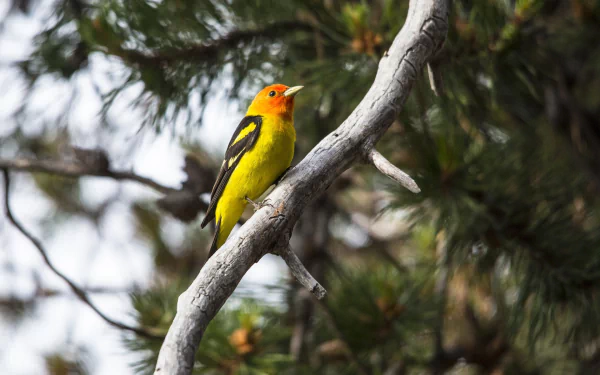  Western tanager in a Tree