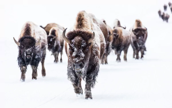 A herd of American bison walks through a snowy winter landscape, captured in HD for a striking PC desktop wallpaper.