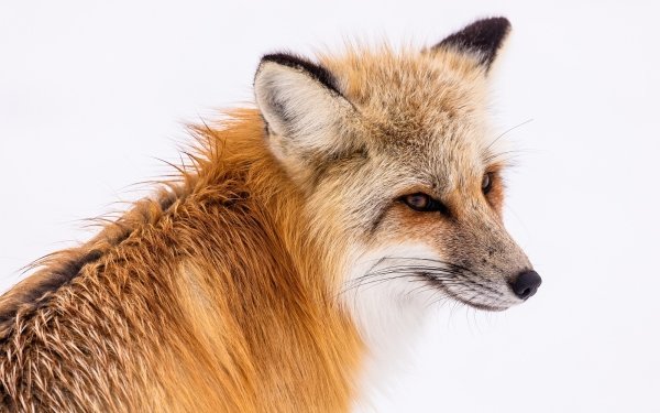 Animal Fox Mammal HD Wallpaper | Background Image