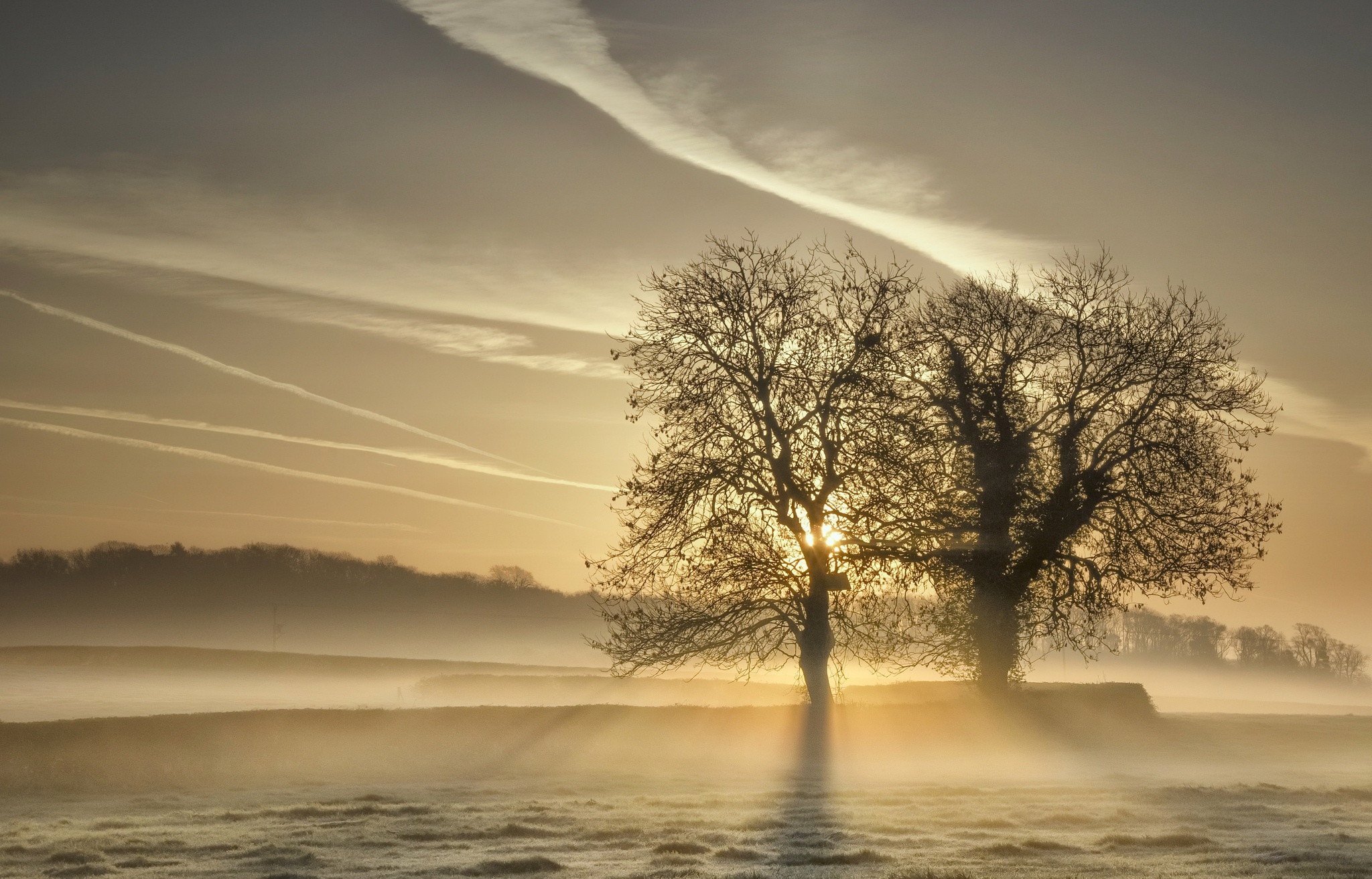 Download Sunrise Sunbeam Tree Nature Fog HD Wallpaper