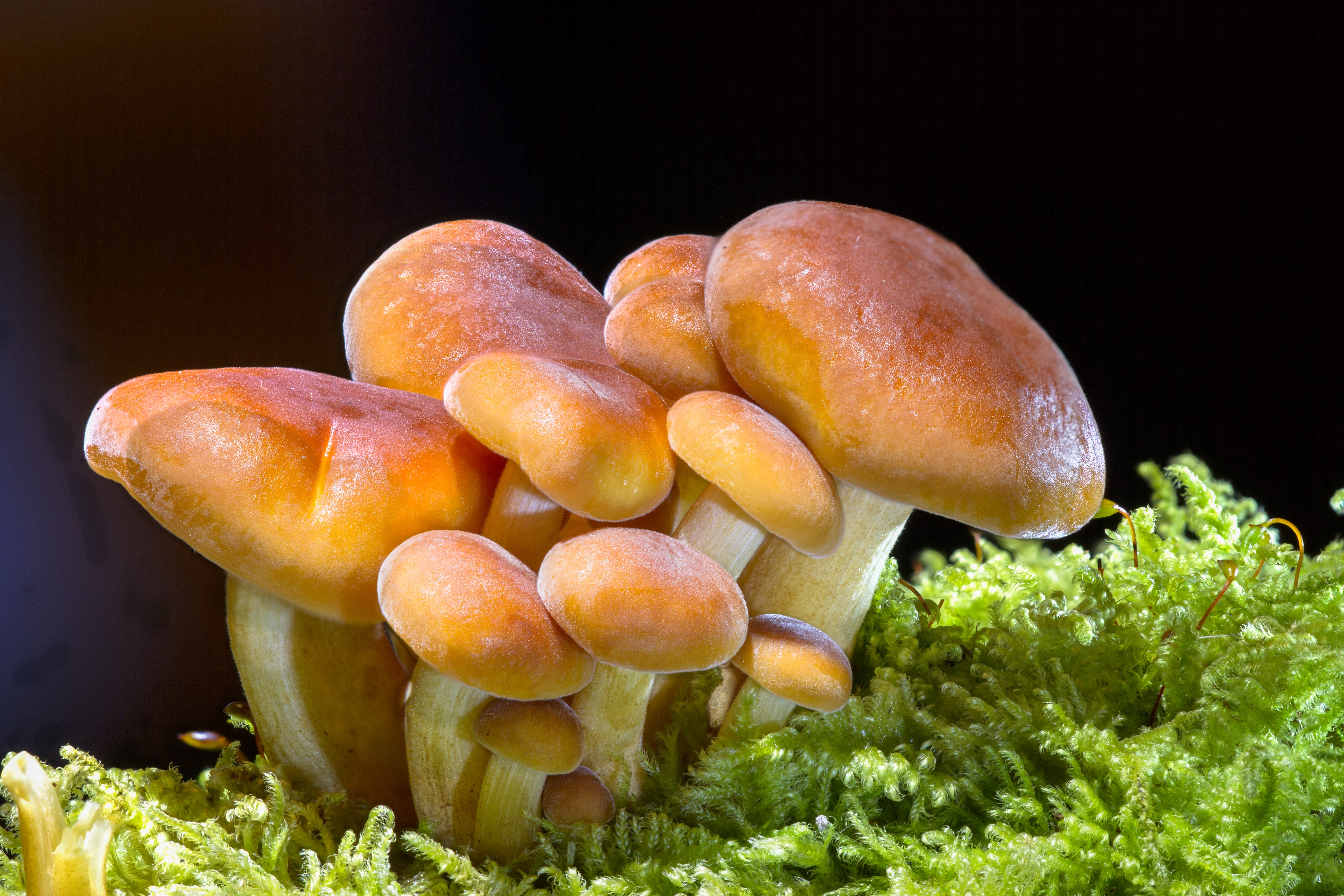 Close Up of Mushrooms (Fungus) in Moss 4k Ultra HD Wallpaper