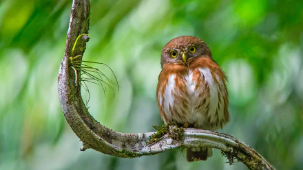 A pygmy owl perched on a curved tree branch surrounded by lush green foliage, captured in a sharp HD desktop wallpaper image.
