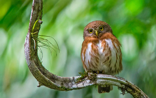 A pygmy owl perched on a curved tree branch surrounded by lush green foliage, captured in a sharp HD desktop wallpaper image.