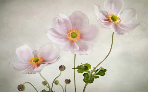  Anemones