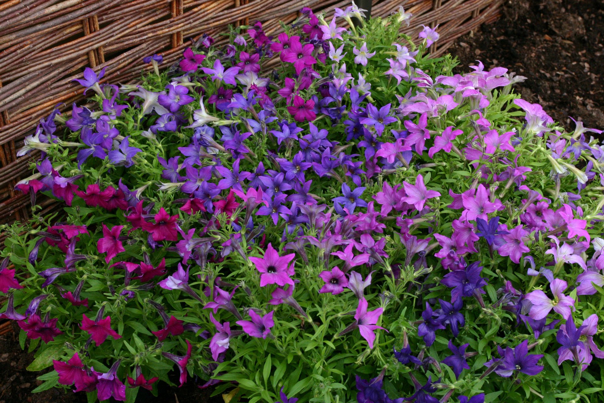Purple Garden HD Wallpaper Background Image 3072x2048