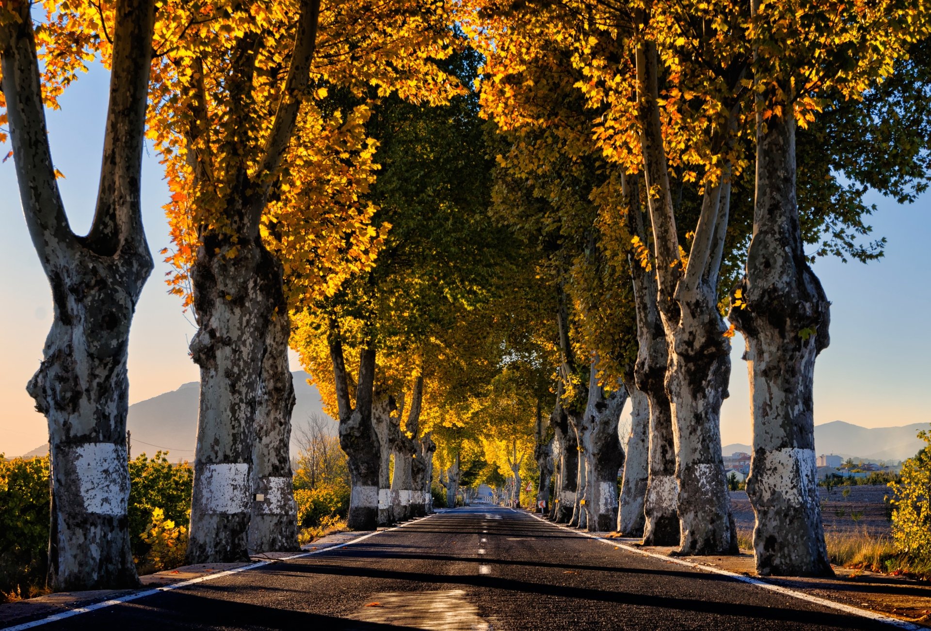 Download Sunny Tree-lined Tree Man Made Road 4k Ultra HD Wallpaper