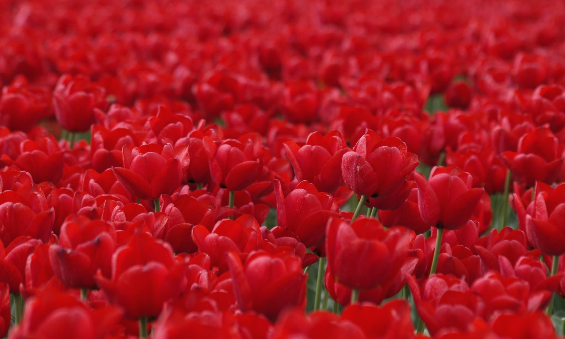 Download Flower Red Flower Nature Tulip HD Wallpaper | 2048x1230 ...