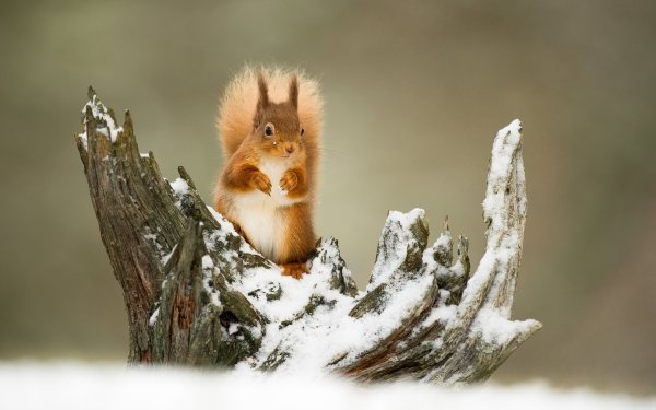 Animal Squirrel Rodent Snow Winter HD Wallpaper | Background Image