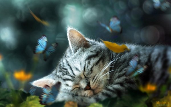 Animal Cat Cats Butterfly Bokeh Sleeping Manipulation HD Wallpaper | Background Image