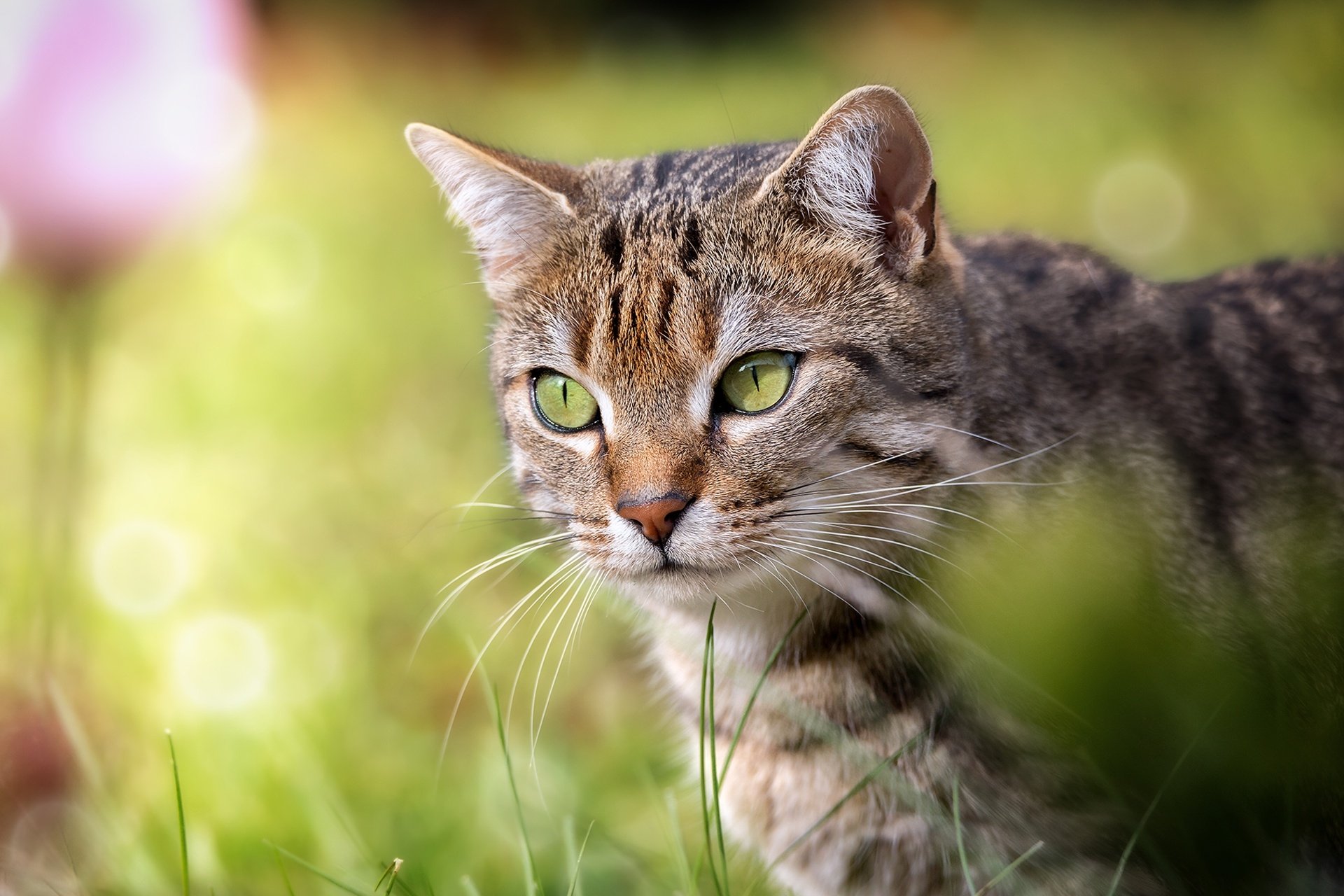 Download Stare Animal Cat HD Wallpaper