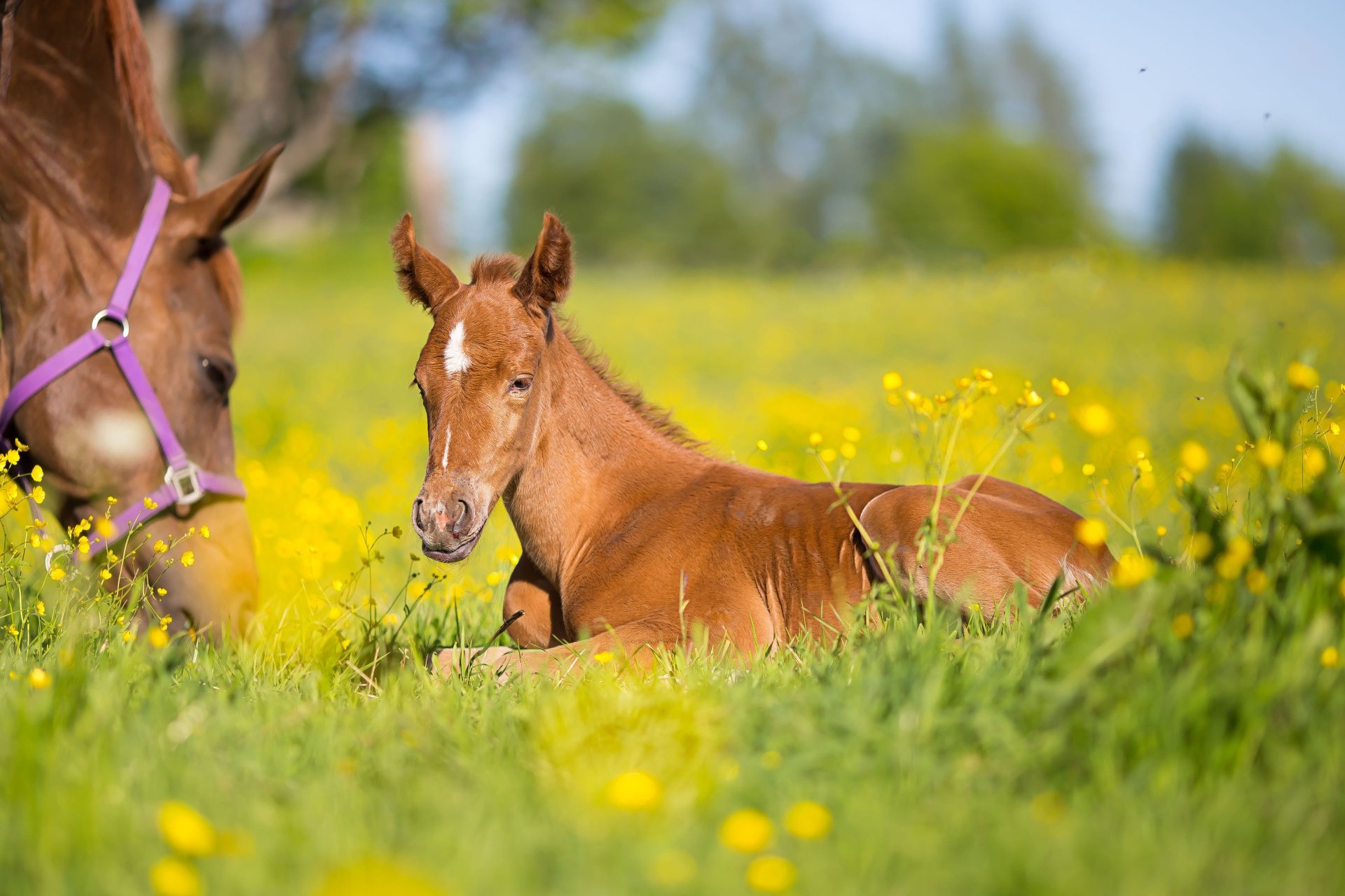 A foal resting in a vibrant yellow flower field with blurred background, showcasing a depth of field effect in this 4K Ultra HD horse-themed wallpaper.
