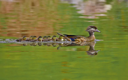 Wood Duck and Her Ducklings